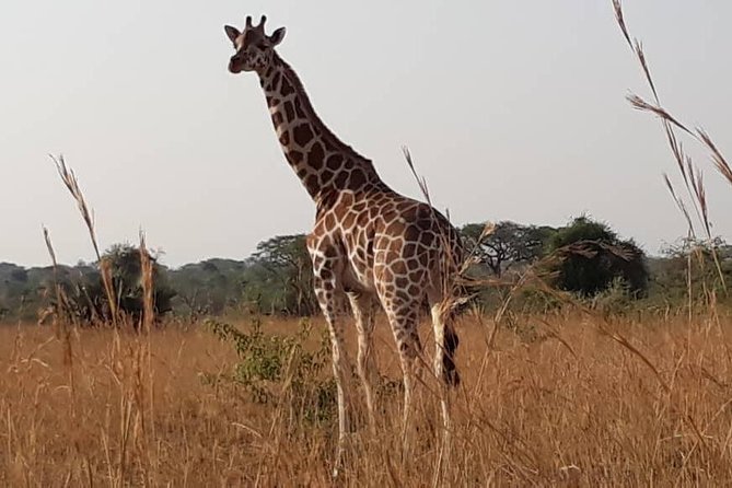 2 Days Family Safari to Murchison Falls Park Uganda - What the $2,100 group price really covers