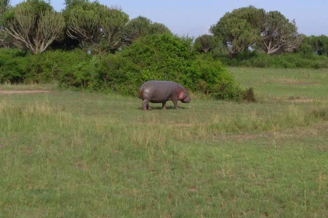 2 Days Family Safari to Murchison Falls Park Uganda - Food, children, and practical comfort