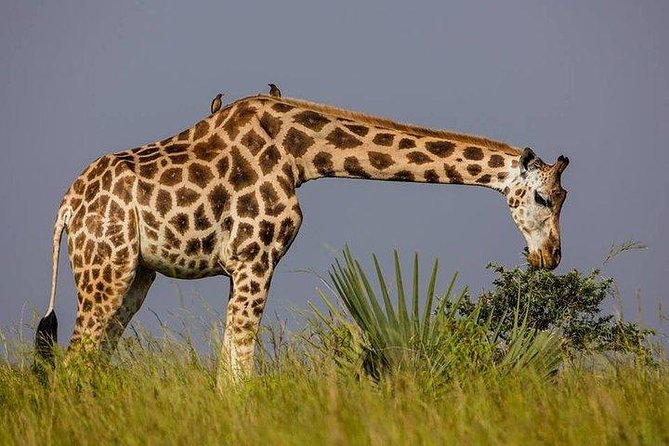 2 Days Family Safari to Murchison Falls Park Uganda - Who should book this safari?