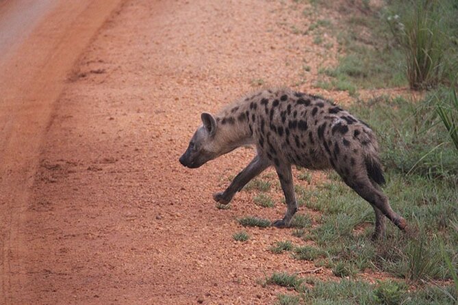 2 days Murchison Falls and Wildlife Game Viewing - The 6:30 am game drive and the best wildlife window