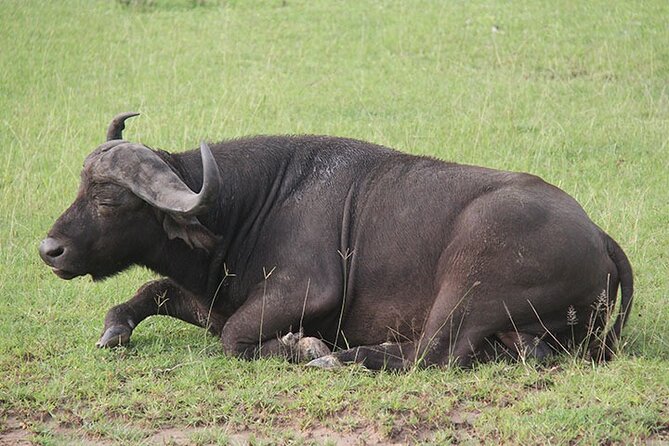 2 days Murchison Falls and Wildlife Game Viewing - The return drive and possible Ziwa rhino stop