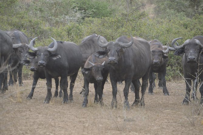 2 days Murchison Falls and Wildlife Game Viewing - What the $690 price means