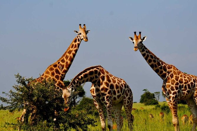 2 Days Murchison Falls Park Vacation - Ziwa Rhino Sanctuary: a worthwhile first stop