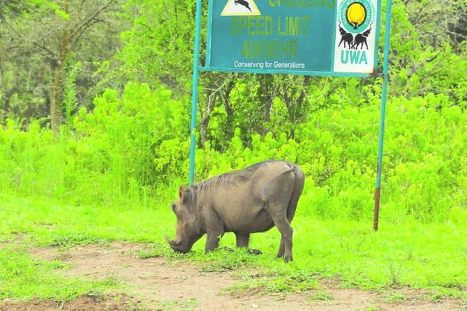 2 Days Popular Safari to Lake Mburo National Park - A two-hour boat ride on Lake Mburo