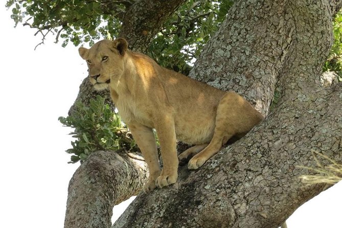 2 Days Popular Safari to Lake Mburo National Park - The overnight stay and what is included