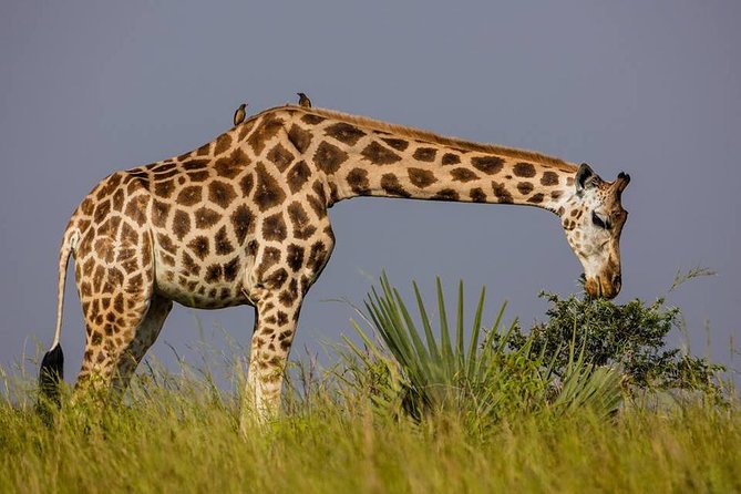 2 Days Popular Safari to Lake Mburo National Park - Wildlife hopes and realistic expectations