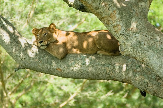2 Days Safari To Queen Elizabeth National Park with Cruise - What the two-day schedule actually gives you