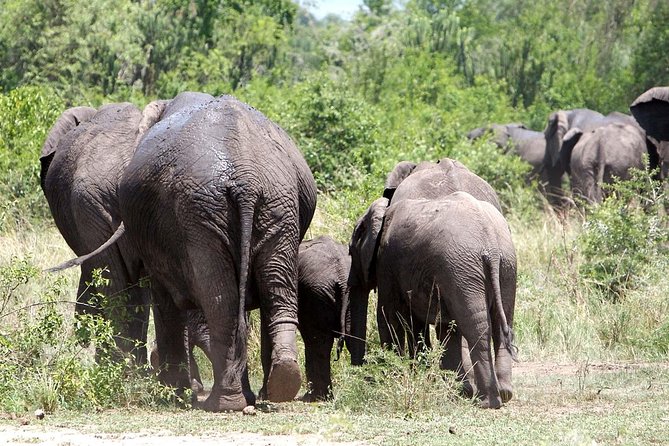 2 Days Safari To Queen Elizabeth National Park with Cruise - Mpambire Drum Centre on the return