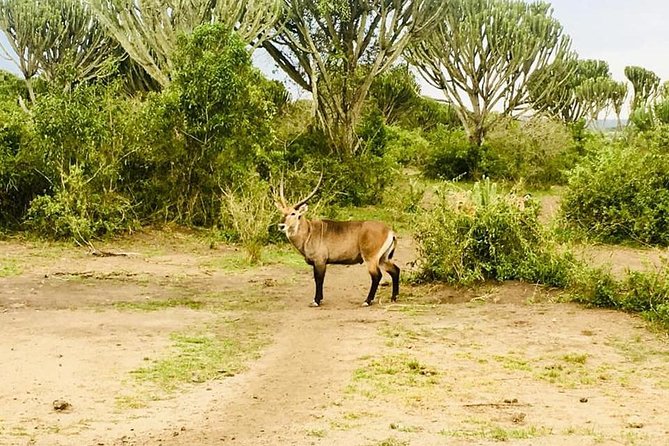 2 Days Safari To Queen Elizabeth National Park with Cruise - What the $1,350 price means