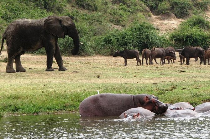 2 Days Safari To Queen Elizabeth National Park with Cruise - The two-hour Kazinga Channel cruise