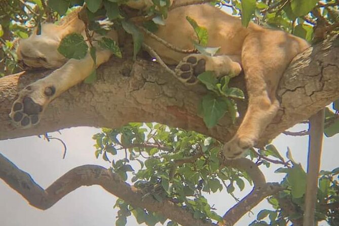 25 day uganda Rwanda kenya and Tanzania safari Zanzibar inclusive - Golden monkeys and the road to Kigali