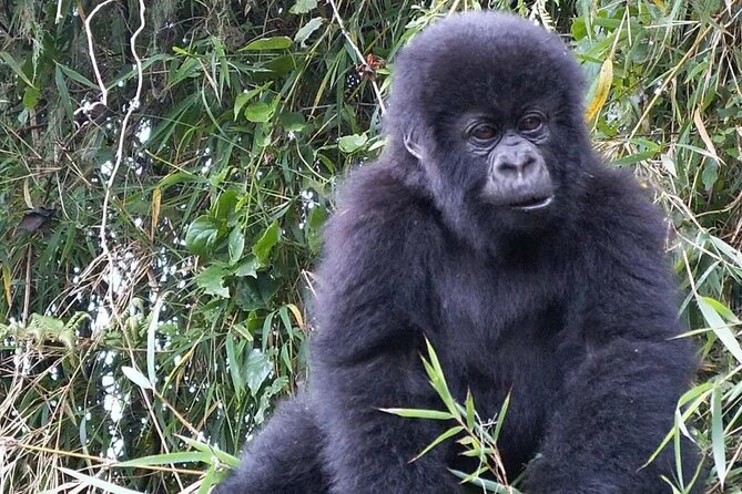 3-Day Climax Guided Gorilla Trekking Mist and Batwa Safari - Why Bwindi Makes This Trip Worth the Effort