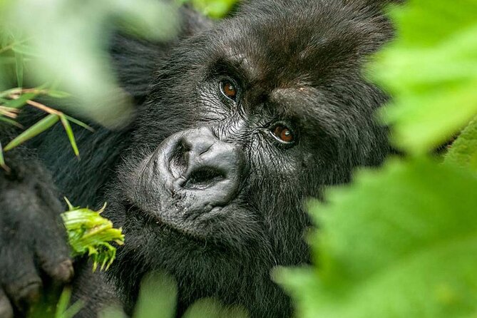 3-Day Climax Guided Gorilla Trekking Mist and Batwa Safari - Day 1: From Kampala to Bwindi by Way of the Equator