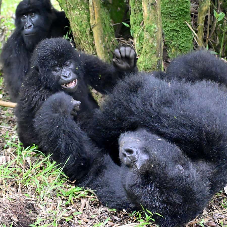 3-Day Gorilla Experience In Uganda - One hour with gorillas in Bwindi Forest