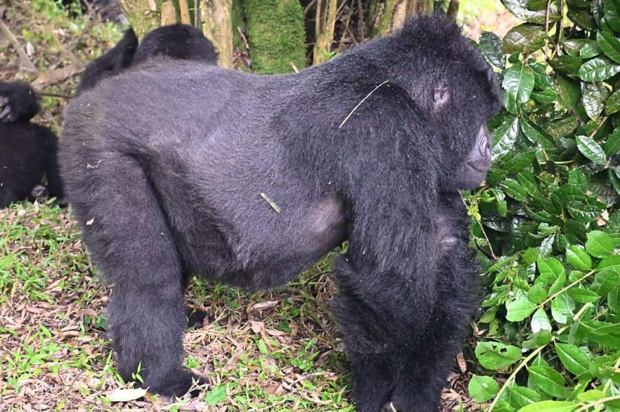 3-Day Gorilla Experience In Uganda - Kigali is the easier starting point