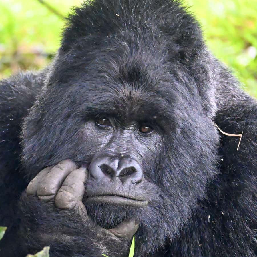 3-Day Gorilla Experience In Uganda - The gorilla morning requires sensible preparation