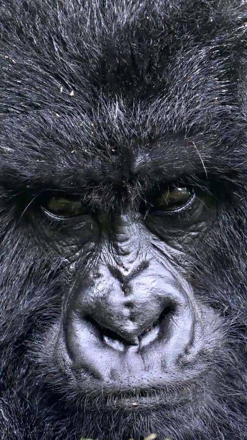 3-Day Gorilla Experience In Uganda - A boat ride through Bunyonyi’s historic islands