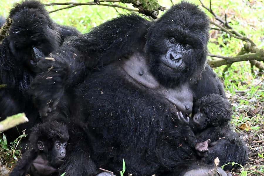 3-Day Gorilla Experience In Uganda - Bakiga Lodge and the optional Batwa visit
