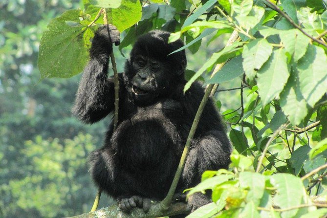3-Day Gorilla Trekking Budget Safari in Uganda - Why the gorilla trek is worth the rushed schedule