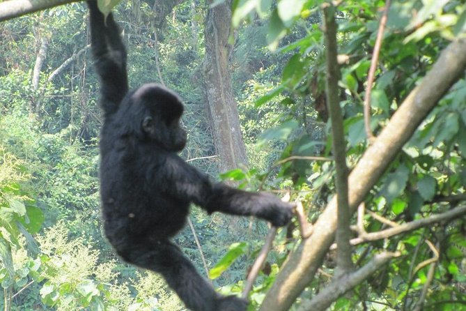 3-Day Gorilla Trekking Budget Safari in Uganda - Day 2: The Bwindi trekking day