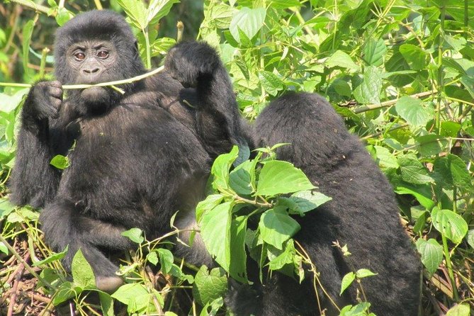 3-Day Gorilla Trekking Budget Safari in Uganda - What the $1,822 price really covers