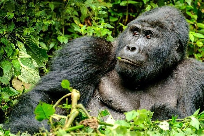 3-Day Gorilla Trekking Bunyonyi Mist Relaxation Safari - Why Bwindi makes this three-day trip worthwhile