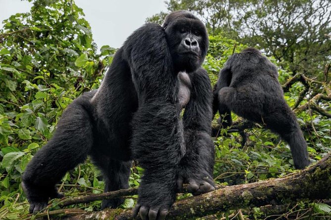 3-Day Gorilla Trekking Bunyonyi Mist Relaxation Safari - What the $2,350 price really covers
