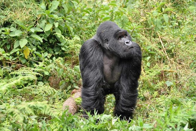 3-Day Gorilla Trekking Bunyonyi Mist Relaxation Safari - Who should book this safari