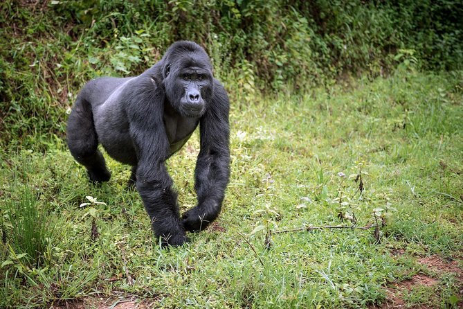 3-Day Gorilla Trekking Bunyonyi Mist Relaxation Safari - Booking, cancellation, and practical checks