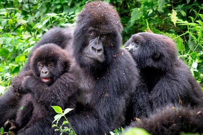 3-Day Gorilla Trekking Bunyonyi Mist Relaxation Safari - Day two: finding a gorilla family in the forest