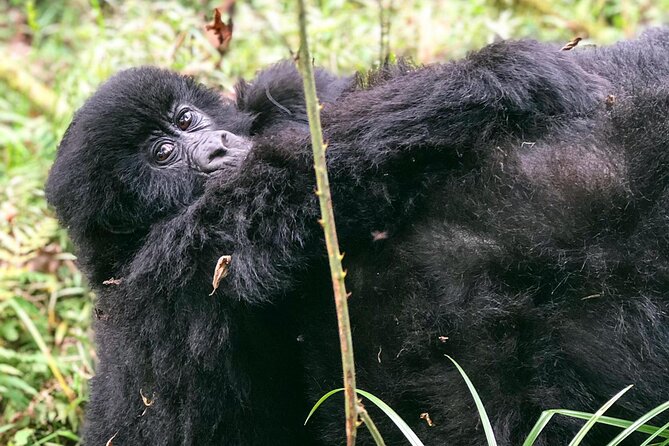 3 Day Gorilla Trekking Luxury Safari in Uganda - Communication and planning with Bamboo Ecotours