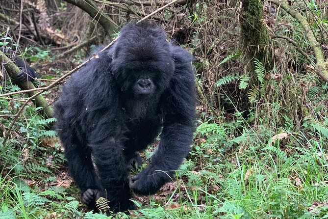 3 Day Gorilla Trekking Luxury Safari in Uganda - Is the $3,765 price good value?