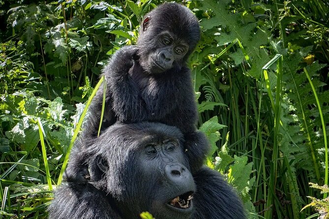3-Day Gorilla Trekking safari in Bwindi Impenetrable Forest - What the $1,900 price buys you