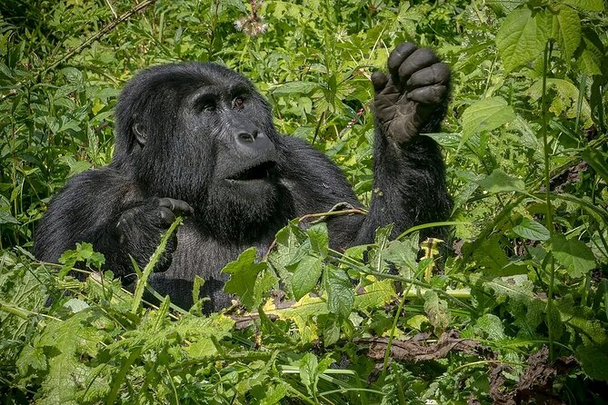 3-Day Gorilla Trekking safari in Bwindi Impenetrable Forest - Guides and the value of a private trip