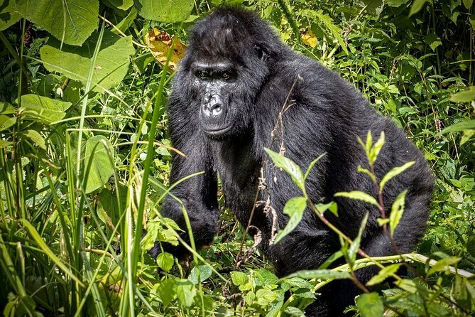 3-Day Gorilla Trekking safari in Bwindi Impenetrable Forest - Who should book this Bwindi safari