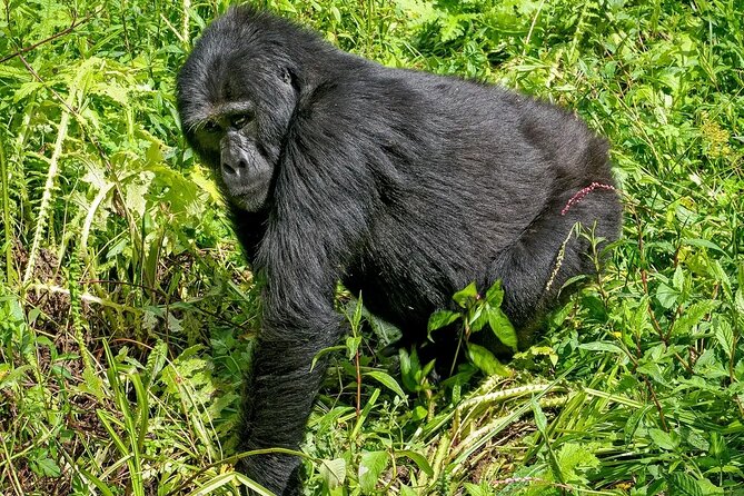3-Day Gorilla Trekking safari in Bwindi Impenetrable Forest - Booking details worth checking