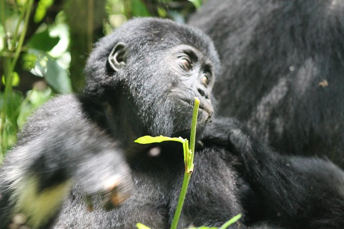 3-Day Gorillas trekking and Batwa Experience - Day 1: From Entebbe or Kampala to Bwindi
