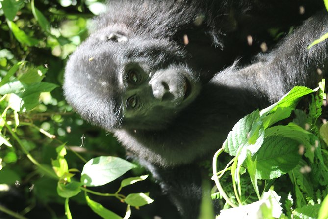 3-Day Gorillas trekking and Batwa Experience - The post-trek drive toward Queen Elizabeth National Park