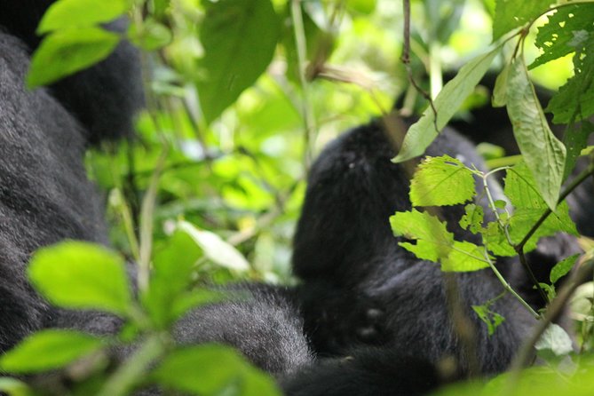 3-Day Gorillas trekking and Batwa Experience - What the $1,600 price really gives you