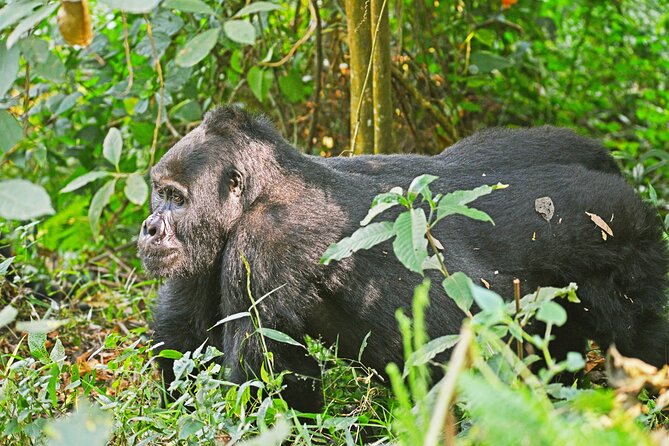 3 Day Guided Gorilla Tracking Safari At Bwindi National Park - Day one takes you from Kampala to Rushaga