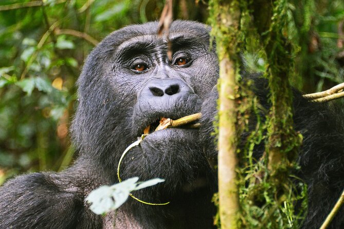 3 Day Guided Gorilla Tracking Safari At Bwindi National Park - The one-hour gorilla encounter