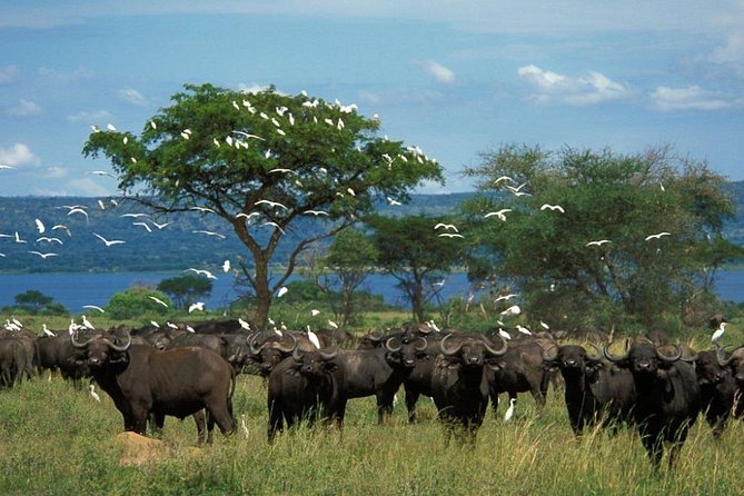 3-Day Mind Refreshing in Murchison Falls National Park - What $1,600 per person gets you