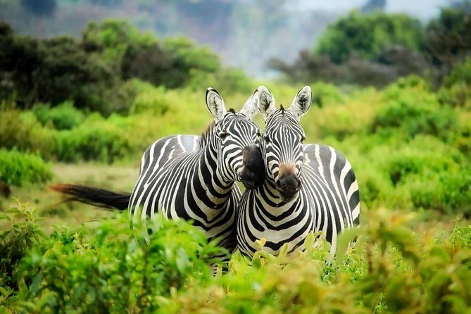 3-Day Mind Refreshing in Murchison Falls National Park - Who should choose this safari