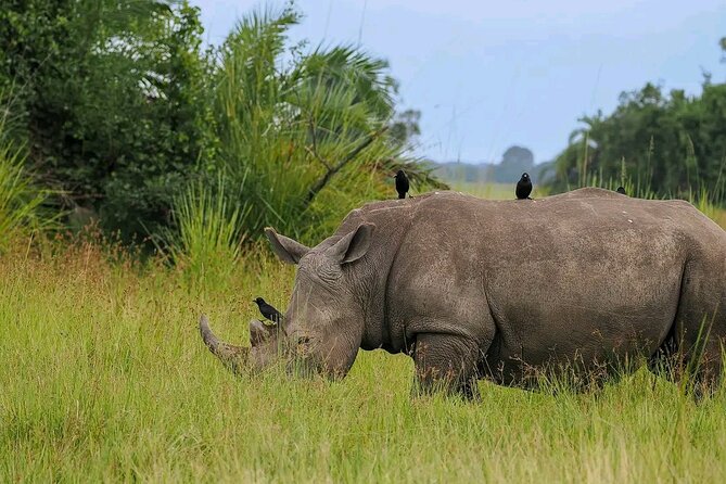 3 Day Murchison Falls' BIG 5 and Wildlife viewing Safari - Day one: Kampala to Ziwa and the top of the falls