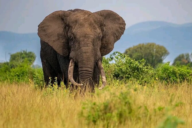 3 Day Murchison Falls' BIG 5 and Wildlife viewing Safari - Should you book the Murchison Falls safari?