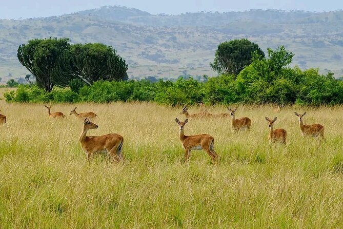 3 Day Murchison Falls' BIG 5 and Wildlife viewing Safari - The Albert Nile cruise and the Devil’s Cauldron