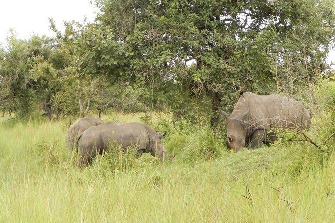 3-Day Murchison Falls National Park - Adventure Safari - Day one: rhinos before the long road to Murchison