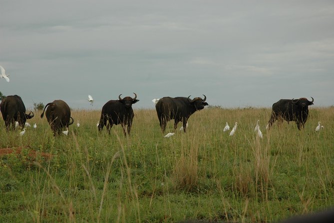 3-Day Murchison Falls National Park - Adventure Safari - What the guides add to the experience