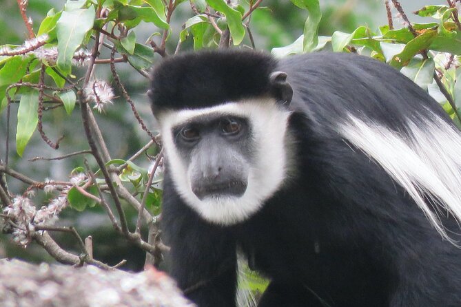 3 -Day Private Gorilla Trekking Safari in Bwindi Forest - Day 1: The long road from Kampala to Ruhija