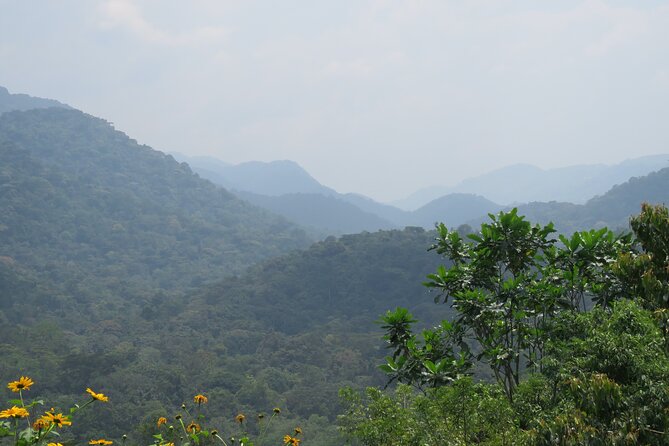 3 -Day Private Gorilla Trekking Safari in Bwindi Forest - Day 2: Orientation before the forest trek